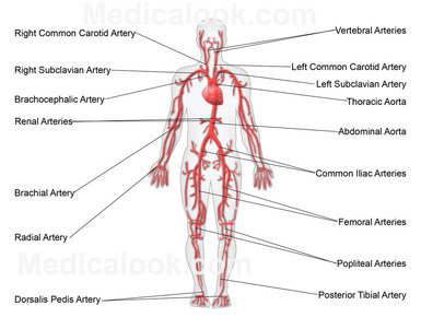 Major arteries of the body from MedicalLook.com